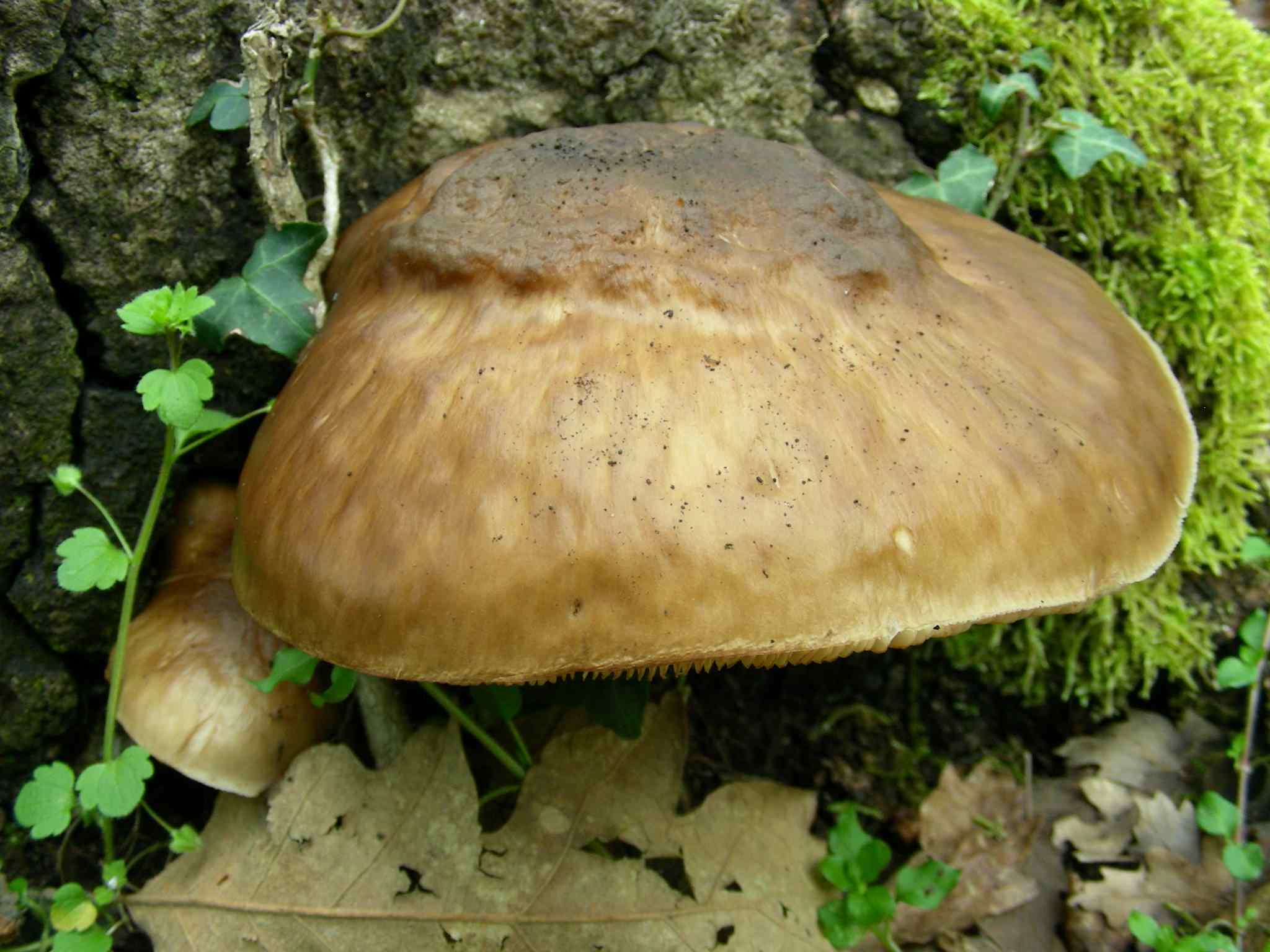 1950 Marzo vecchio ritrovamento